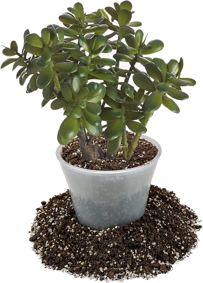 GARDENERA Premium Potting Soil Mix for Jade Plants - 2 Quart - A Perfect Combination of Organic Ingredients for Strong and Healthy Growth