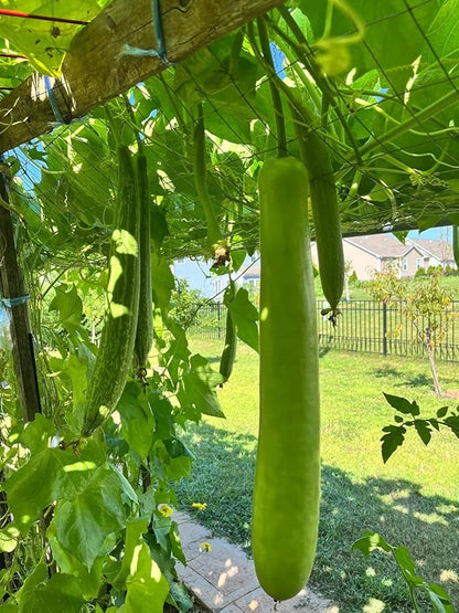 15+ Long Bottle Gourd Seeds Calabash Gourd Gourds Non-GMO Edible Asian Indian Vegetable Squash Dudi Calabash Long Melon Climbing Vine