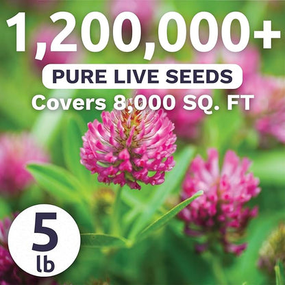 Red Clover - Bulk 5 Pounds - 1,200,000 Flower Seeds for Planting - Trifolium pratense