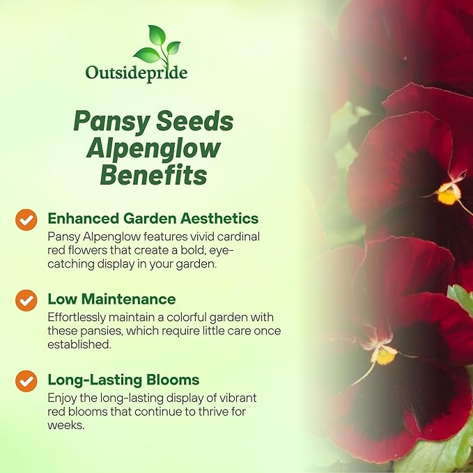 Outsidepride Red Alpenglow Viola Pansy Seeds for Planting - 2,000 Pcs. Biennials, Trailing, Cold-Hardy & Pollinator Friendly Flowers with Fragrant Blooms for Garden Beds, Borders & Container Displays