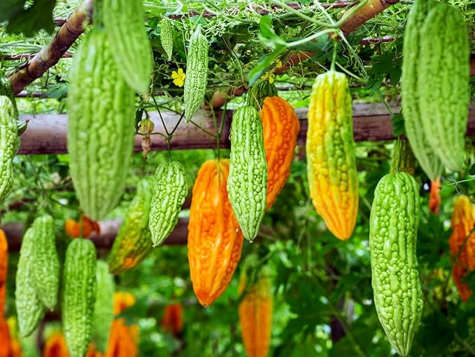 15 Long Bitter Melon Seeds - Up to 16 inches Fast Growing - Bitter Gourd Heirloom Non-GMO Vegetable Seeds