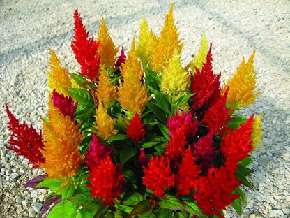 Seeds Plumed Cockscomb Mix/Celosia/Includes Variety Crested West Indian Toreador/Annual Flowers