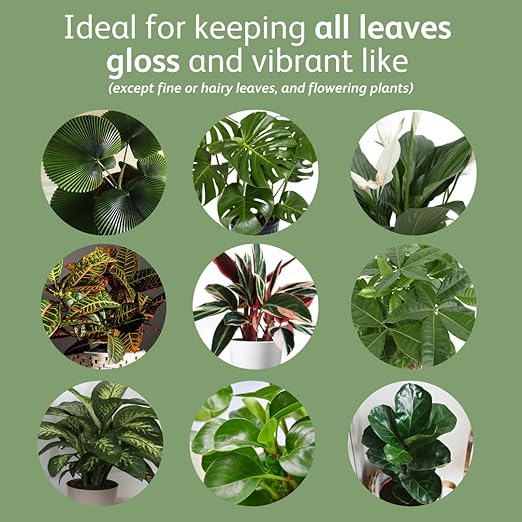 Chrysal Leaf Shine Spray for Indoor Plants – Flower Arrangement Spray for Flower Bouquets, House Plants, & More – Environmentally Safe Plant Cleaner Removes Dust – Flower & Gardening Supplies (2 Pack)