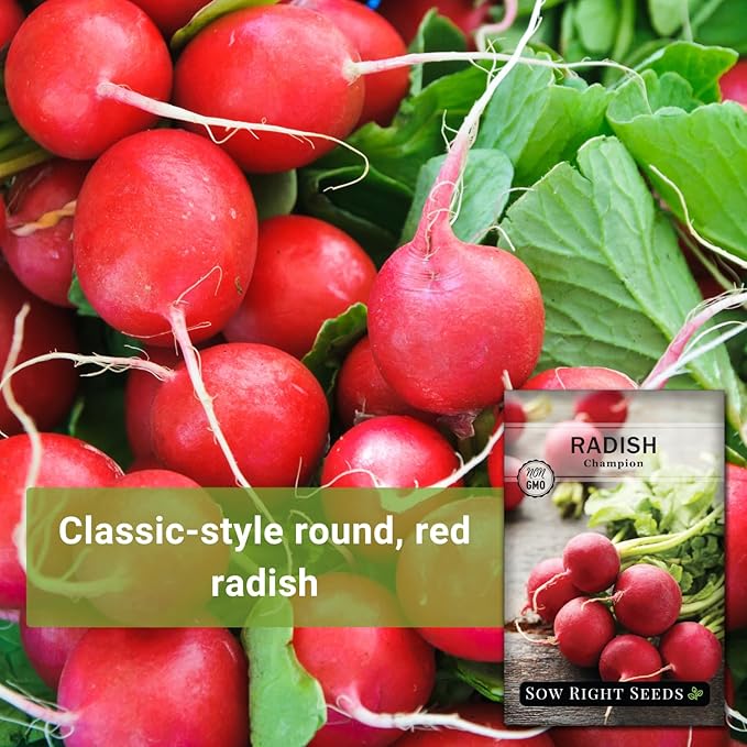 Sow Right Seeds - Champion Radish Seed for Planting - Non-GMO Heirloom Packet with Instructions to Plant a Home Vegetable Garden - Grow This Classic Red Variety - Spicy Cherry Type, Fast Growing (1)