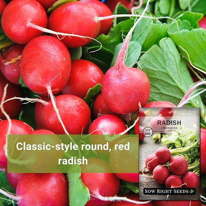 Sow Right Seeds - Champion Radish Seed for Planting - Non-GMO Heirloom Packet with Instructions to Plant a Home Vegetable Garden - Grow This Classic Red Variety - Spicy Cherry Type, Fast Growing (2)