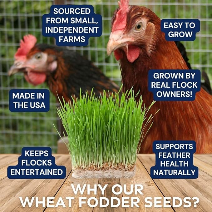 Non-GMO Fodder Seeds for Chickens (3 pounds), Pasture Grass Seed, Wheat Grass Seeds for Growing, Wheat Seeds for Fodder | Pampered Chicken Mama