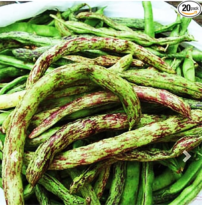Rattlesnake Bean Seeds - 20 Large Bean Seeds - Marde Ross & Company ®
