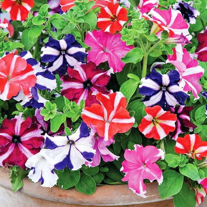 Seeds Petunia Starfall F1 Mix - Annual Flowers for Planting - GMO Free