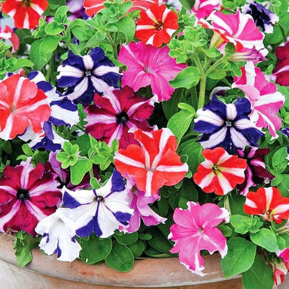Seeds Petunia Starfall F1 Mix - Annual Flowers for Planting - GMO Free
