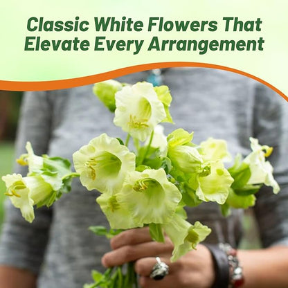 Outsidepride White Cobea Cup and Saucer Vine Seeds - 200 Pcs Perennial Climbing Vine Flower Seeds with Lush Foliage & Large Flowers That Attract Pollinators, for Fences, Trellises, or Walls