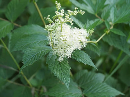 Meadowsweet 350 Seeds (Filipendula ulmaria) Heirloom - Open Pollinated