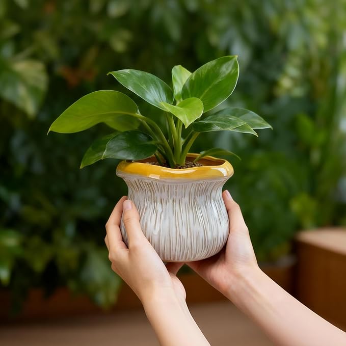 2 Pack Plant Pot Flower Pots Ceramic Planter with Drainage Hole Small Ceramic Pots for Indoor Outdoor Plants Succulent Pot