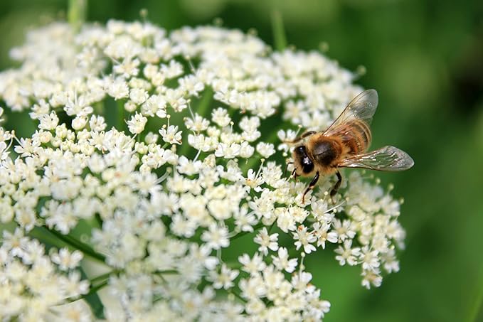 Yarrow White 10,000 Seeds (Achillea millefolium) - Heirloom - Open Pollinated - Native Flower Seeds for Planting - Attracts Pollinators - Drought Tolerant