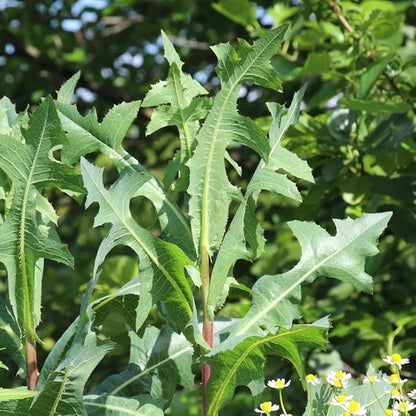 Wild Lettuce 50 Seeds (Lactuca virosa) Heirloom - Non GMO - Open Pollinated