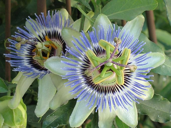 GARDENERA Premium Passion Fruit Potting Soil Mix - Perfect Balance of Nutrients, Drainage, and Aeration for Thriving Passion Fruit Vines - 10 Quart