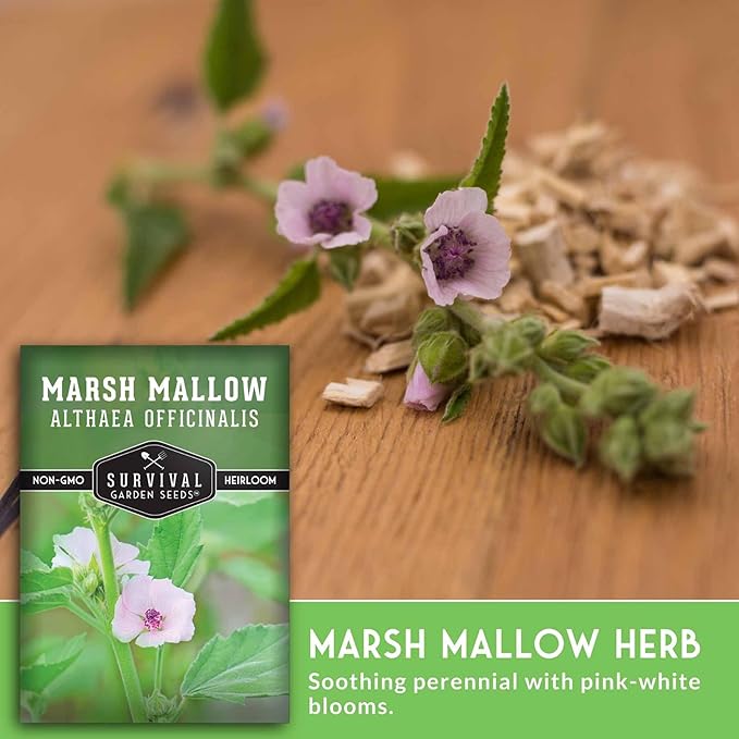 Marshmallow Seeds for Planting - Marsh Mallow Medicinal Herb, Althaea Officinalis, Traditional Root Plant for Herb Garden - Heirloom Non-GMO Open Pollinated - Survival Garden Seeds (1 Pack)