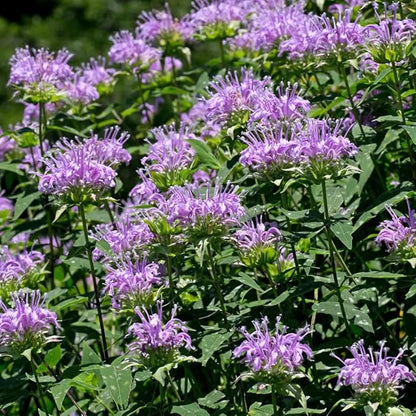 100+ Purple Bergamot Bee Balm Seeds Monarda Bee Balm Flowers Garden Planting