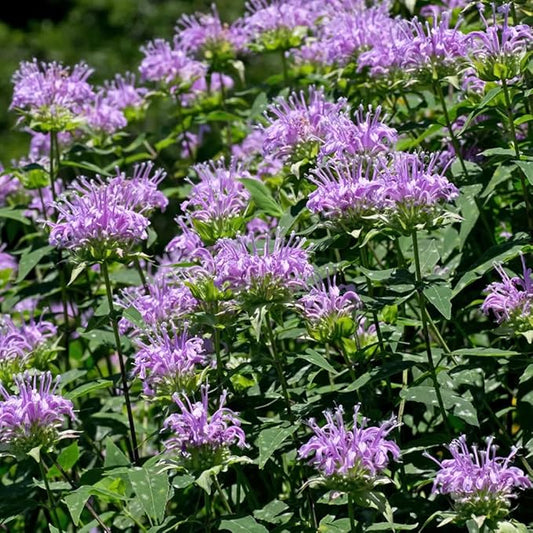 100+ Purple Bergamot Bee Balm Seeds Monarda Bee Balm Flowers Garden Planting