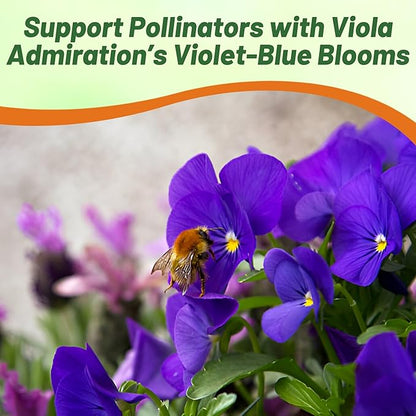 Outsidepride Admiration Viola Pansy Seeds for Planting - 2000 Pcs. Perennial, Cold-Hardy & Pollinator Friendly Flowers with Fragrant Blooms for Garden Beds, Borders & Container Displays