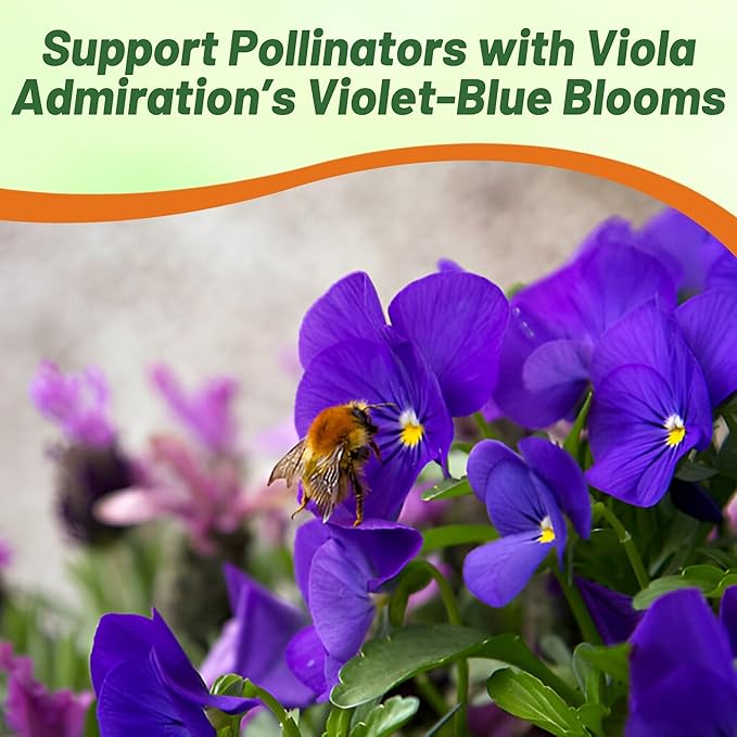 Outsidepride Admiration Viola Pansy Seeds for Planting - 1000 Pcs. Perennial, Cold-Hardy & Pollinator Friendly Flowers with Fragrant Blooms for Garden Beds, Borders & Container Displays