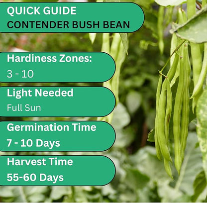 Contender Bush Bean Seeds – Heirloom Non-GMO Green Snap Bean Seeds for Planting, Early Stringless Bush Beans for Vegetable Gardens | Woods Creek Seeds