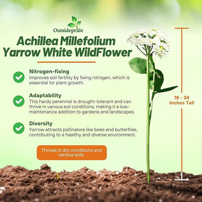 Outsidepride Achillea Millefolium Wild White Yarrow Seeds - 5000 Pcs Perennial Flower Seeds, Drought Resistant, Low Maintenance & Easy Planting for Beautiful Garden & Fireflies Attraction