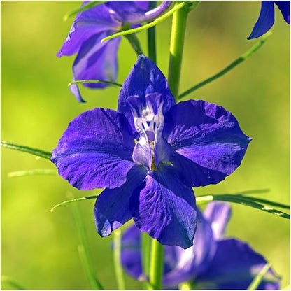 Seed Needs Deer Resistant Wildflower Seed Mix | 2 Ounce 30,000+ Seeds 22 Annual Perennial Species Open Pollinated | Bulk Seeds Mixed Color Blooms Annual Perennial Flowering Seed