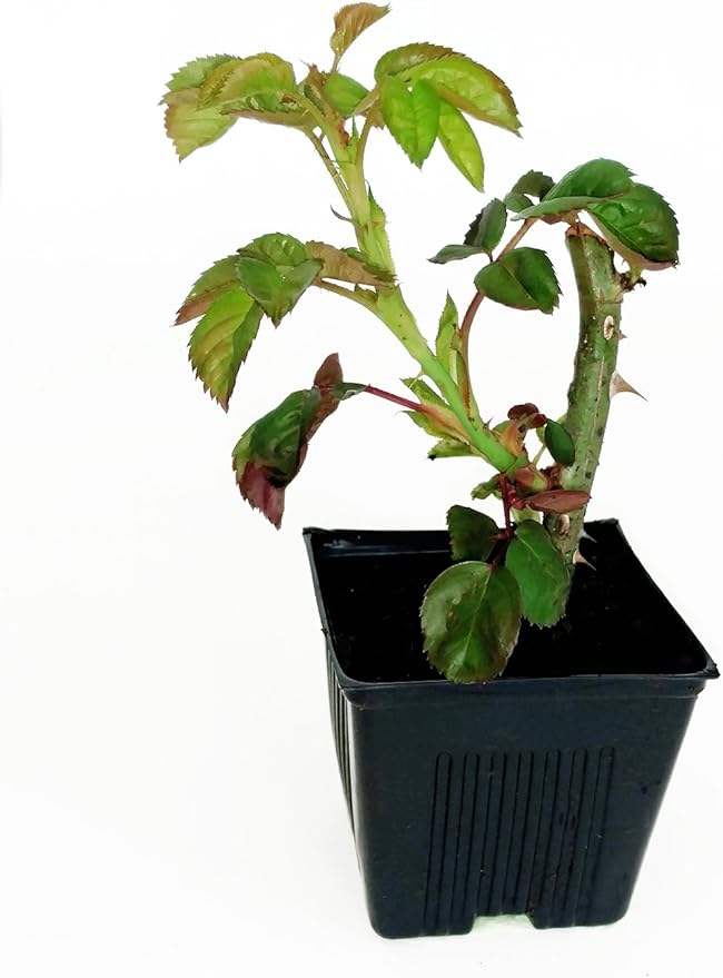 Gage Durapot Square Plastic Nursery Pots, 3 1/2" - Qty.150 - Flowers seed starting strawberries herbs + 25 STAKES LABELS
