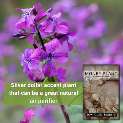 Sow Right Seeds - Money Plant Seeds - Honesty or Silver Coin Plant - Non-GMO Heirloom Seeds - Indoor or Outdoor - Full Instructions for Planting and Growing a Flower Garden - Great Gardening Gift (2)