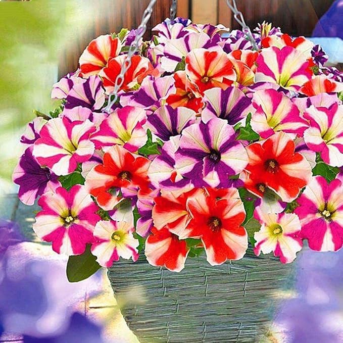Seeds Petunia Starfall F1 Mix - Annual Flowers for Planting - GMO Free