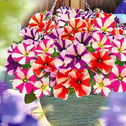 Seeds Petunia Starfall F1 Mix - Annual Flowers for Planting - GMO Free
