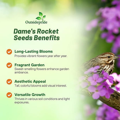 Outsidepride Dame's Rocket Flower Seeds - 1/4 Lbs. Perennial, Easy to Grow, Deer Resistant & Self-Seeding Wildflower Seeds for Planting Vibrant and Fragrant Blooms in Pollinator & Butterfly Gardens