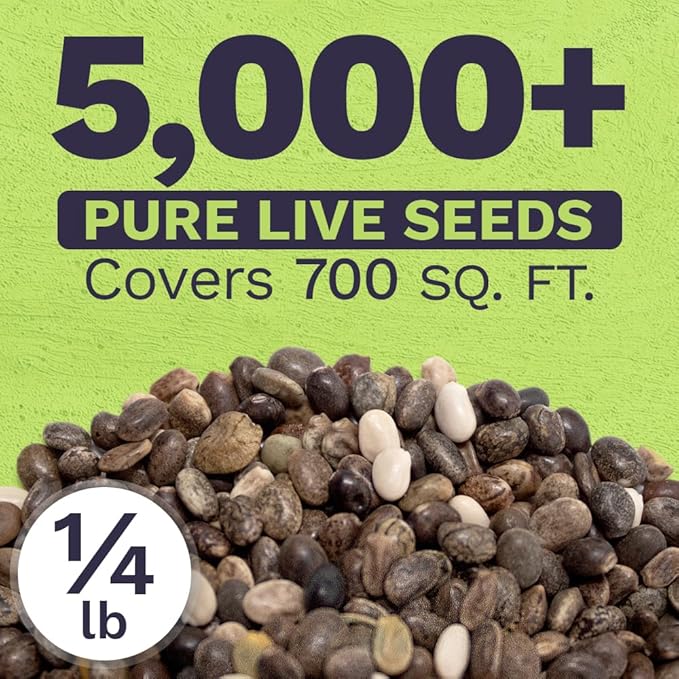 Russell Lupine Seeds – Bulk Quarter Pound Bag – Over 5,000 Open Pollinated Non-GMO Perennial Wildflower Seeds – Lupinus polyphyllus