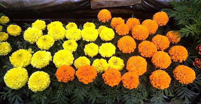 Seeds Flowers Mexican Marigold Cool Mix Annual - 250 Seeds