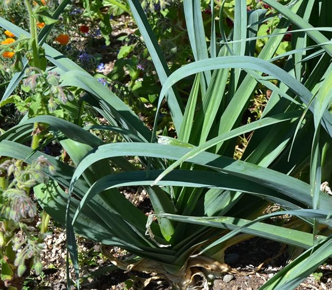 Palm Beach Medicinal Herbs - Blue Solaise Leek - Packet of 40 Seeds