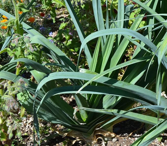 Palm Beach Medicinal Herbs - Blue Solaise Leek - Packet of 40 Seeds