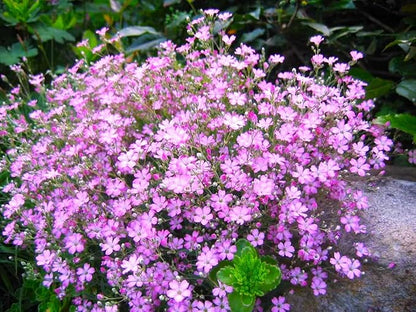 Seeds Pink Creeping Baby's Breath 1000+ Seeds to Grow Perennial Spreading Gypsophila Perfect Groundcover or Cascade Over Walls