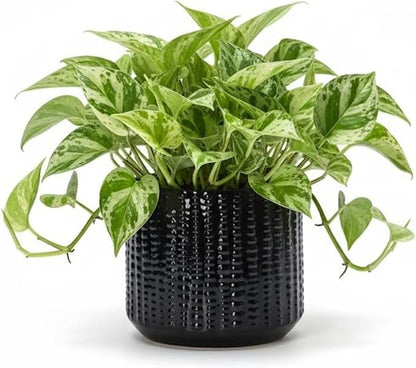 Arktiva Ceramic Planter Pot with Drainage Hole, 5 Inch Dia, Indoor and Outdoor, Home Patio Garden, Plants Flower Succulent, Textured Round (Black)