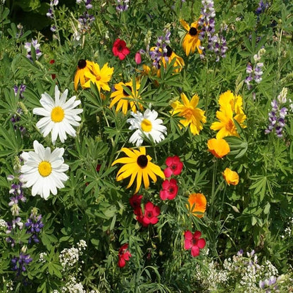 Outsidepride Northwest Wild Flower Seed Mix - 5 lbs Premium Blend of Annual & Perennial Wildflower Seeds for Northwestern States - Ideal for Attracting Pollinators, Perfect for Garden Displays