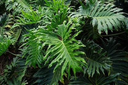 Soil Mix for Split Leaf Philodendron - Trusted by Experts for Healthy and Strong Plants by Gardenera - 20 Quart (4 Bags of 5 Quart)