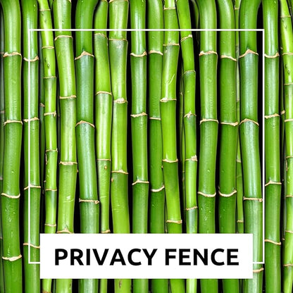 420 Giant Bamboo Seeds for Planting - Fast Growing Bamboo Ideal Privacy Screen, Windbreak, Garden Accent or Landscaping – Easy Planting - Striking Dark Stems