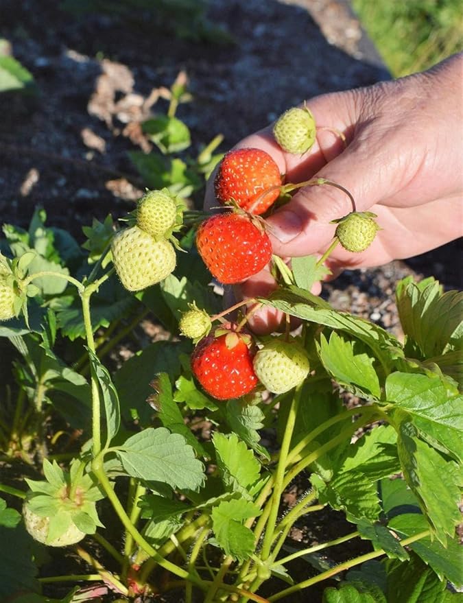 250+ Wild Strawberry Seeds Fragaria Vesca Fresh Fruits Garden Planting