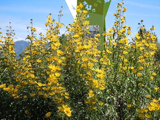TomorrowSeeds - Maximilian Sunflower Seeds - 1000+ Count - for 2026 Planting Prairie Sunflower Perennial Wildflower Drought Tolerant Deer Resistant Tall Yellow Flower Grow Your Own Home Farm Patio