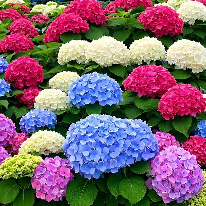 Hydrangea Seeds for Planting - 50 Heirloom Classic Flower Seeds - Beautiful Blooming Ornamental Shrub for Home Garden, Borders & Containers