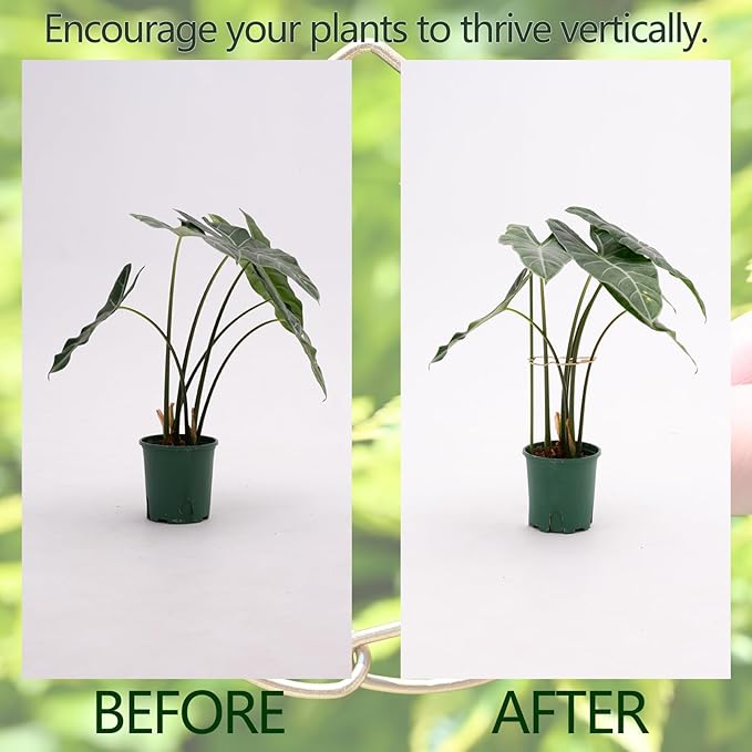 Monstera Plant Stem Support System - 5 Piece Set (5.5x4.7in) | Durable Plant Support Stakes for Climbing Plants & Fishbone Cactus | Ideal Leaf Stabilizer for Indoor Plants & Monstera Care