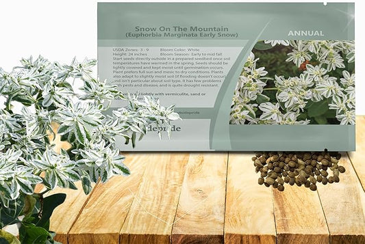 Outsidepride Snow On The Mountain Euphorbia Seeds for Planting - 1000 Pcs Annual, Easy to Grow, Drought-Tolerant Flower Seeds with White & Green Bracts for Floral Arrangements & Bouquets