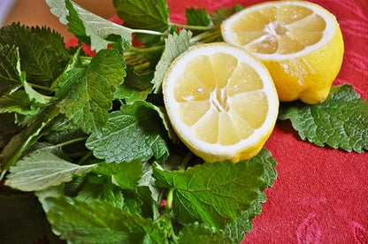 Seeds Lemon Balm Melissa Herbs Heirloom for Planting Non GMO