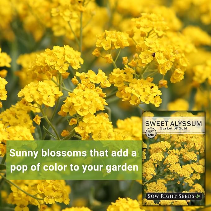 Sow Right Seeds - Sweet Alyssum Basket of Gold Flower Seeds for Planting - Perennial Garden Flowers - Easy to Grow Fragrant Blooms - Ideal for Borders and Containers - Attract Pollinators (1)