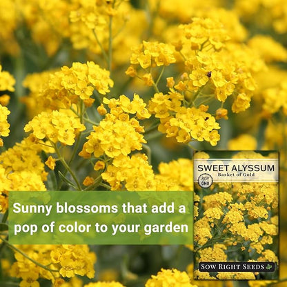 Sow Right Seeds - Sweet Alyssum Basket of Gold Flower Seeds for Planting - Perennial Garden Flowers - Easy to Grow Fragrant Blooms - Ideal for Borders and Containers - Attract Pollinators (1)
