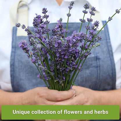 Sow Right Seeds - Insect & Pest Repellent Seed Collection for Planting - Lavender, Catnip, Marigold, Hyssop & Lemon Grass - 5 Packets with Instructions for Home Garden - Natural Pest Solution
